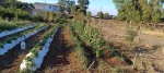 parcela 5.000 m2, con casa en la colonia, lautaro