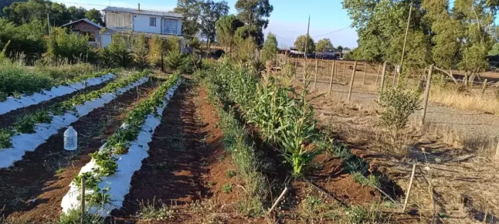 parcela 5.000 m2, con casa en la colonia, lautaro