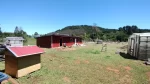 parcela 5.000 m2, con casa en la colonia, lautaro