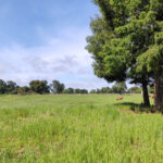 Venta de parcelas 5000m2