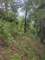 Parcela Forestal en Lautaro, Cerro Pilmahue - Imagen 7