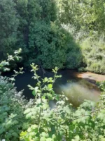 Fuente de Ingresos: Parcela Agroecológica en Cunco - 6,48 Há. con Agua Abundante - Imagen 13