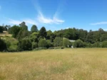 Fuente de Ingresos: Parcela Agroecológica en Cunco - 6,48 Há. con Agua Abundante - Imagen 14
