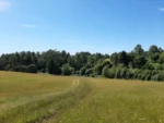 Fuente de Ingresos: Parcela Agroecológica en Cunco - 6,48 Há. con Agua Abundante - Imagen 15