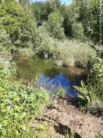 Fuente de Ingresos: Parcela Agroecológica en Cunco - 6,48 Há. con Agua Abundante - Imagen 16