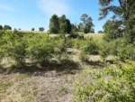 Fuente de Ingresos: Parcela Agroecológica en Cunco - 6,48 Há. con Agua Abundante - Imagen 18