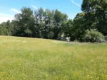 Fuente de Ingresos: Parcela Agroecológica en Cunco - 6,48 Há. con Agua Abundante - Imagen 7