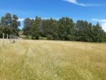 Fuente de Ingresos: Parcela Agroecológica en Cunco - 6,48 Há. con Agua Abundante - Imagen 8