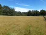 Fuente de Ingresos: Parcela Agroecológica en Cunco - 6,48 Há. con Agua Abundante - Imagen 10