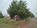 Escape Natural: Parcela en Las Ñircas, Lautaro - 8.200 m² con Casa - Imagen 6