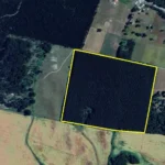forestal de eucalipto en venta