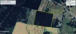 forestal de eucalipto en venta